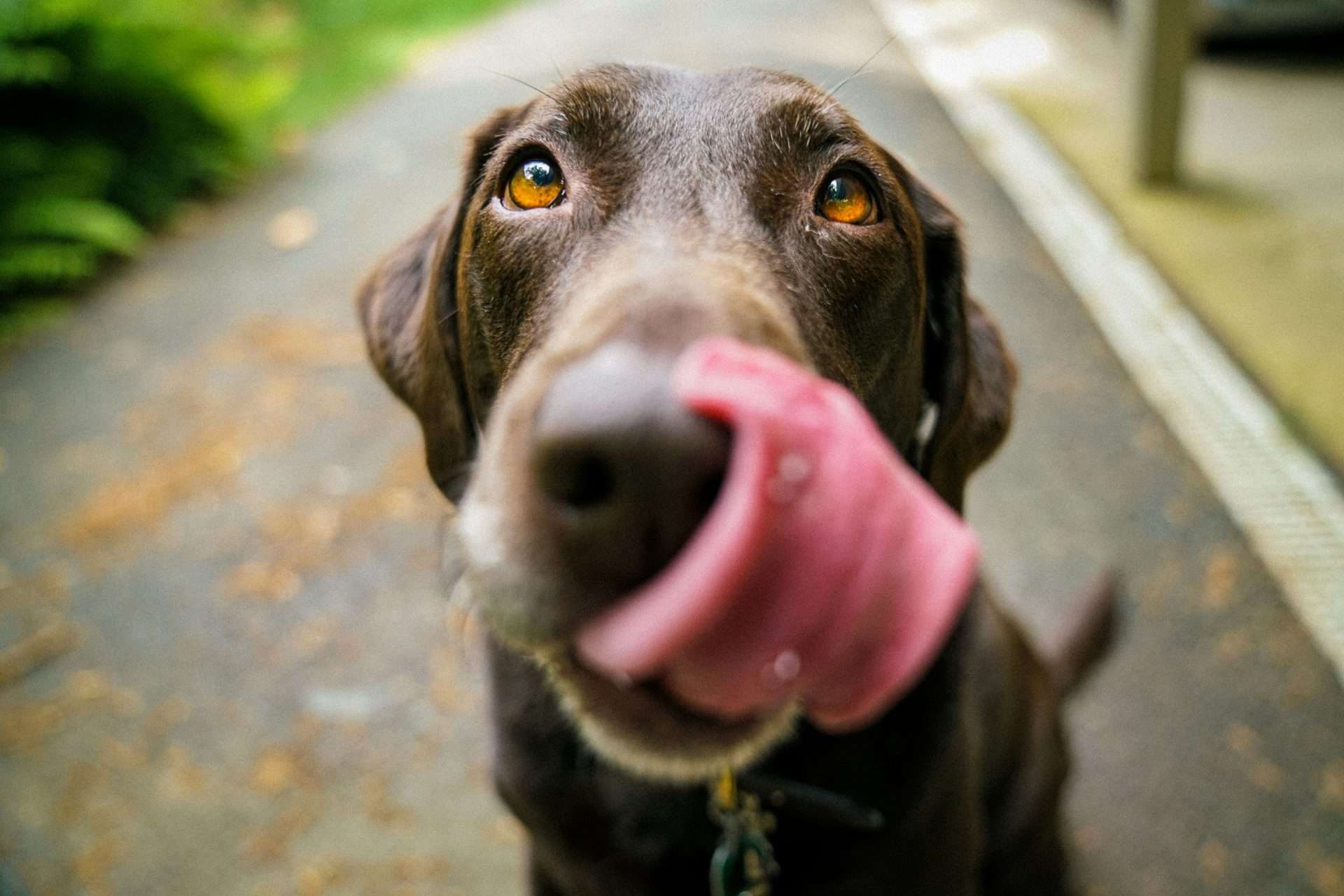 Organ Meat For Dogs