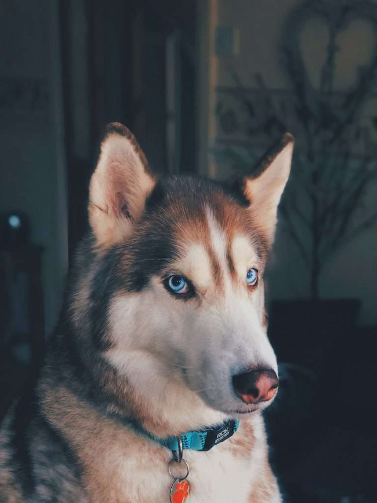 Can Dogs Eat Venison Meat?