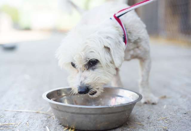 what Ingredients to avoid in dog food