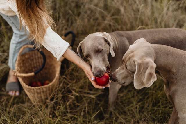 Can Dogs Eat Apples Safely? What You Need to Know