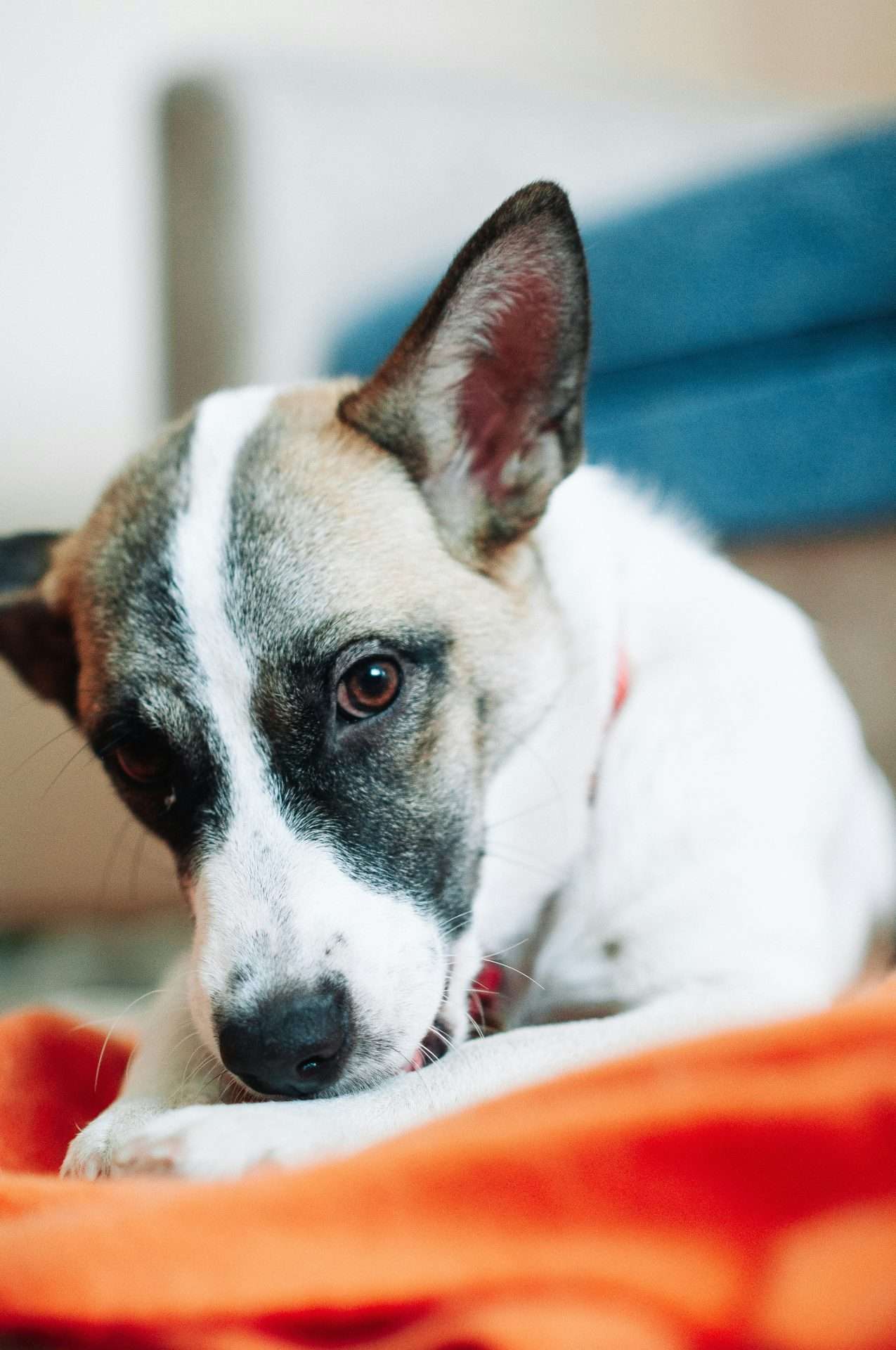 Can dogs Eat Nuts?