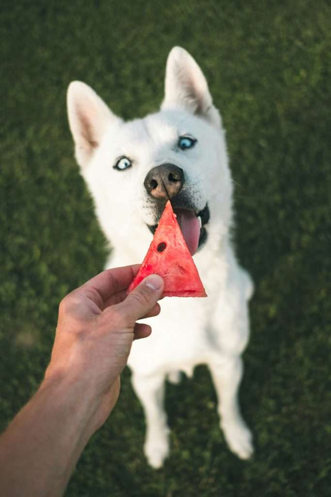 Can dogs eat watermelon?