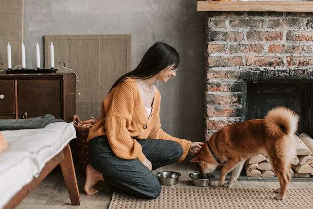 Dog Food Ingredients To Avoid
