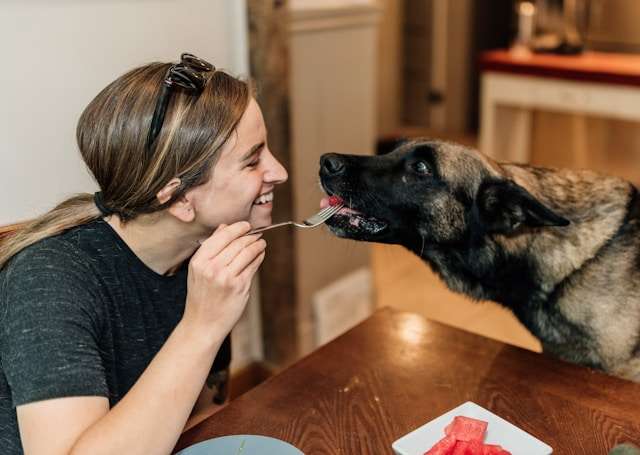 Can dogs eat watermelon?