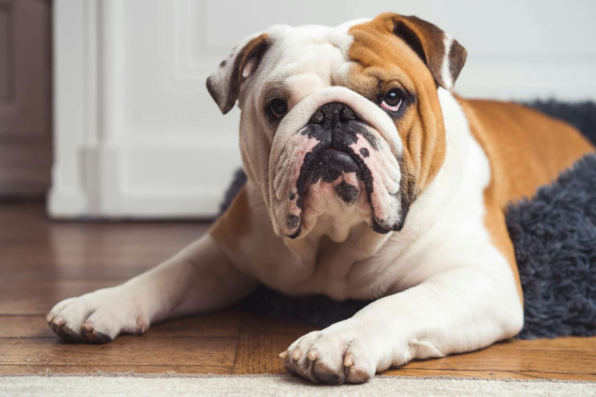 Is Coconut Oil Good for Dogs?