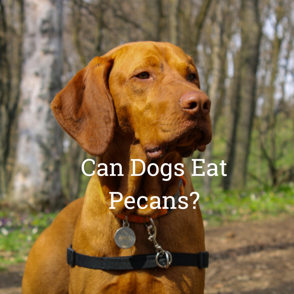 Can dogs eat pecans?