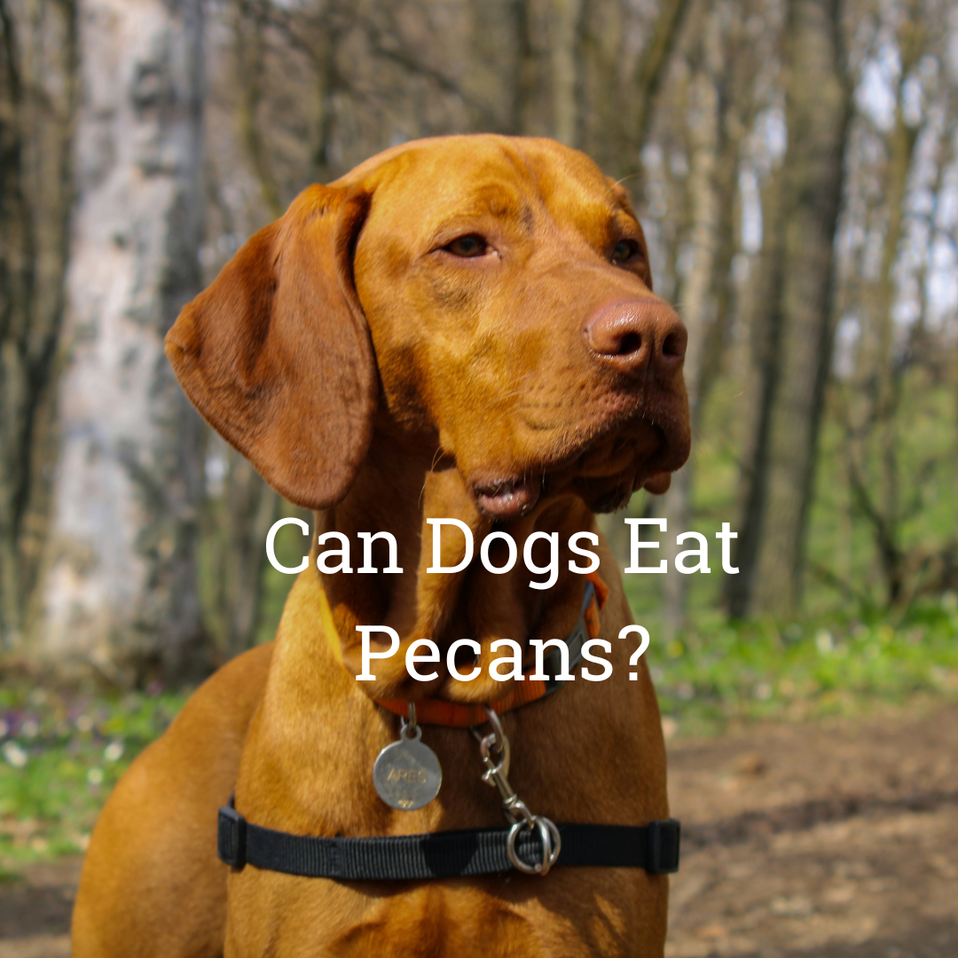 Can dogs eat pecans?