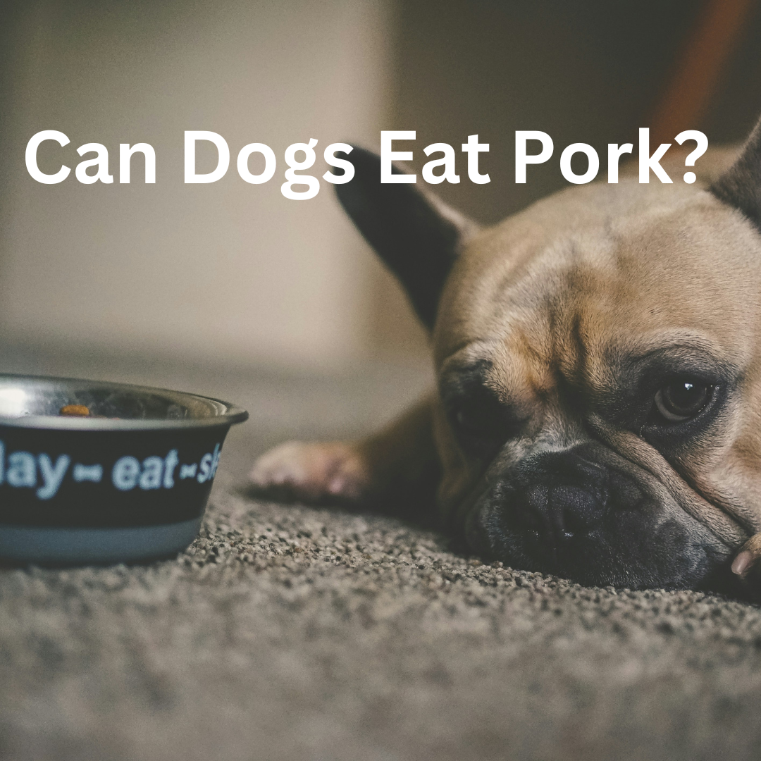 Can Dogs Eat Pork?