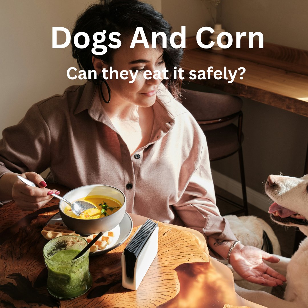 Dogs and Corn