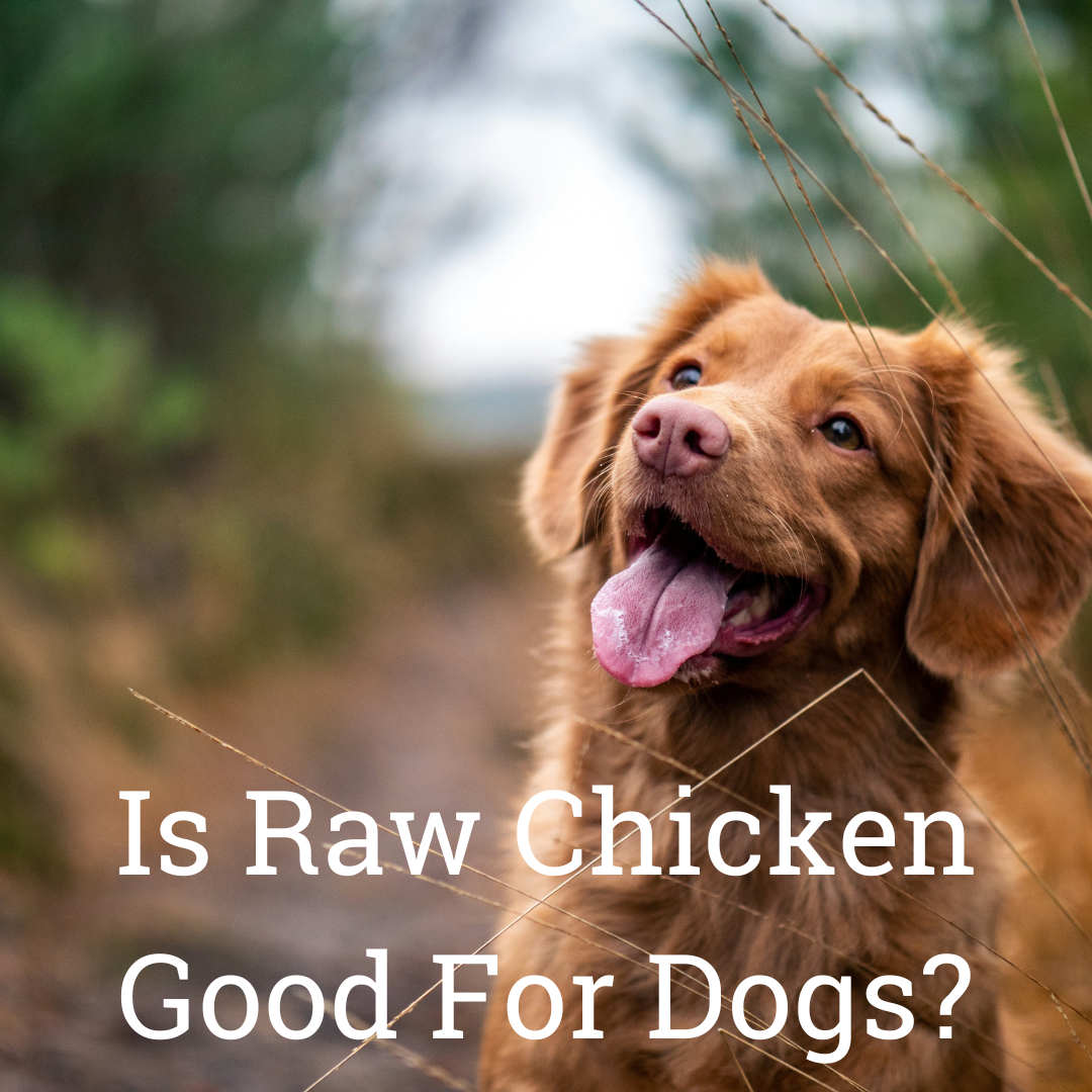 Can Dogs Eat Raw Chicken Safely?