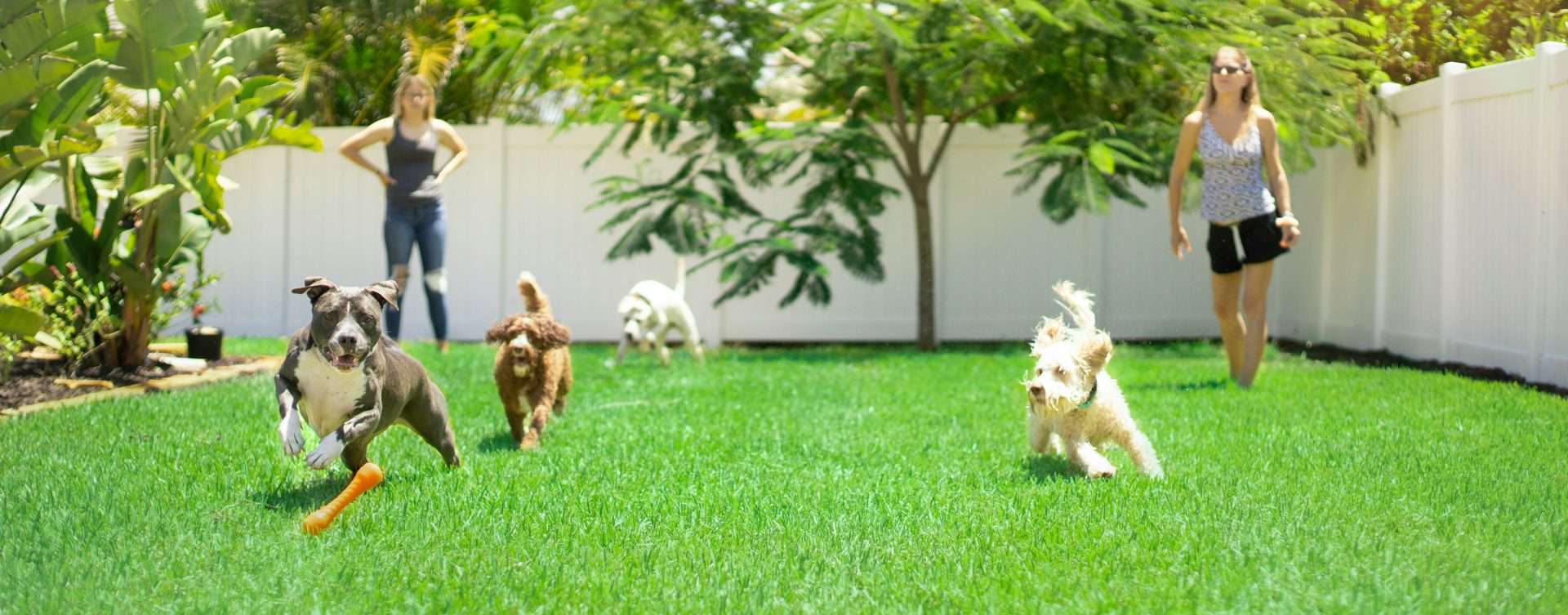 Best Joint Supplements For Dogs