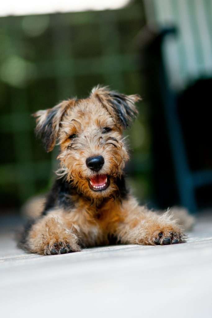 Can Dogs Eat Raw Chicken?