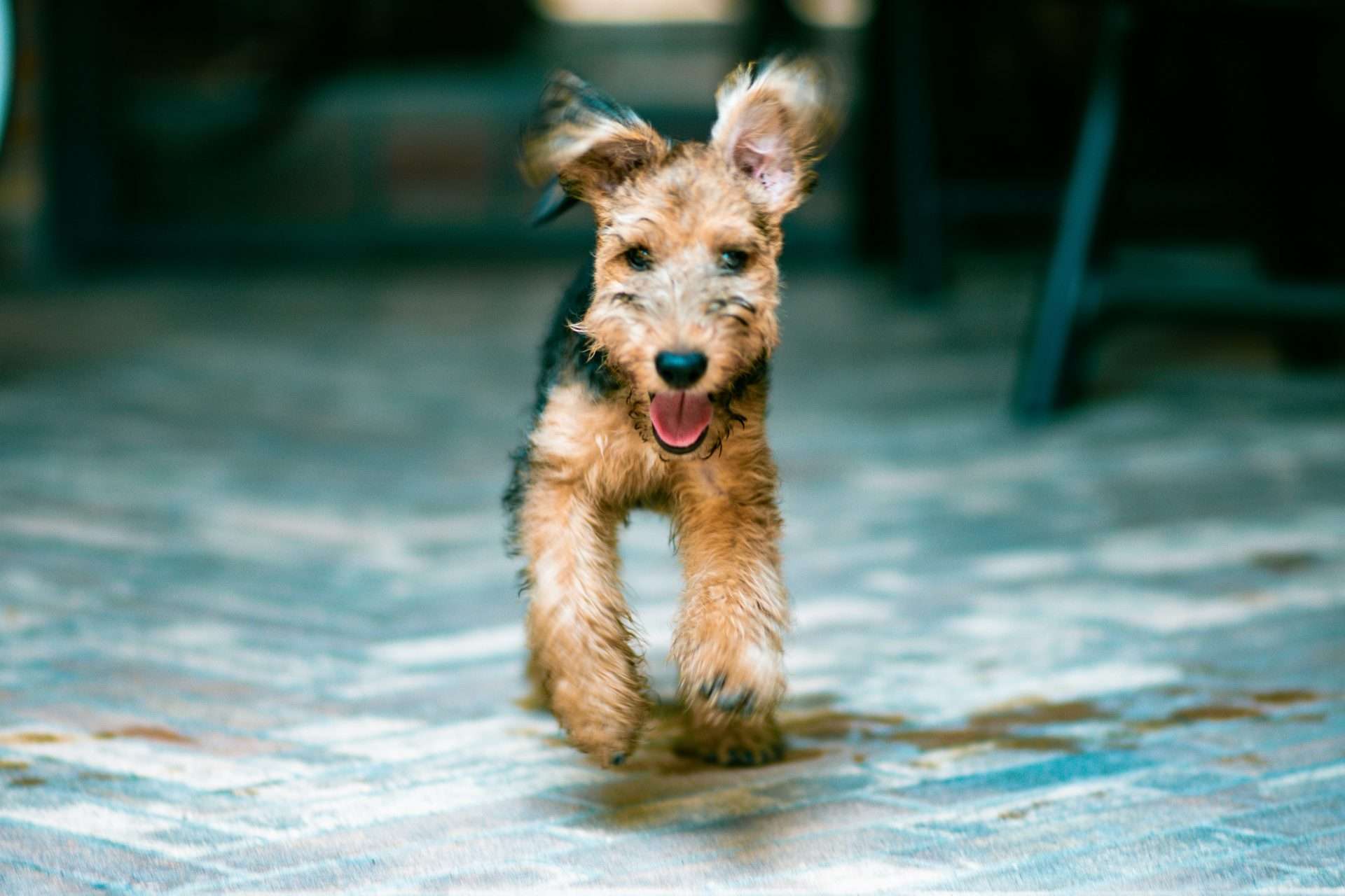 Salmon Oil For Dogs