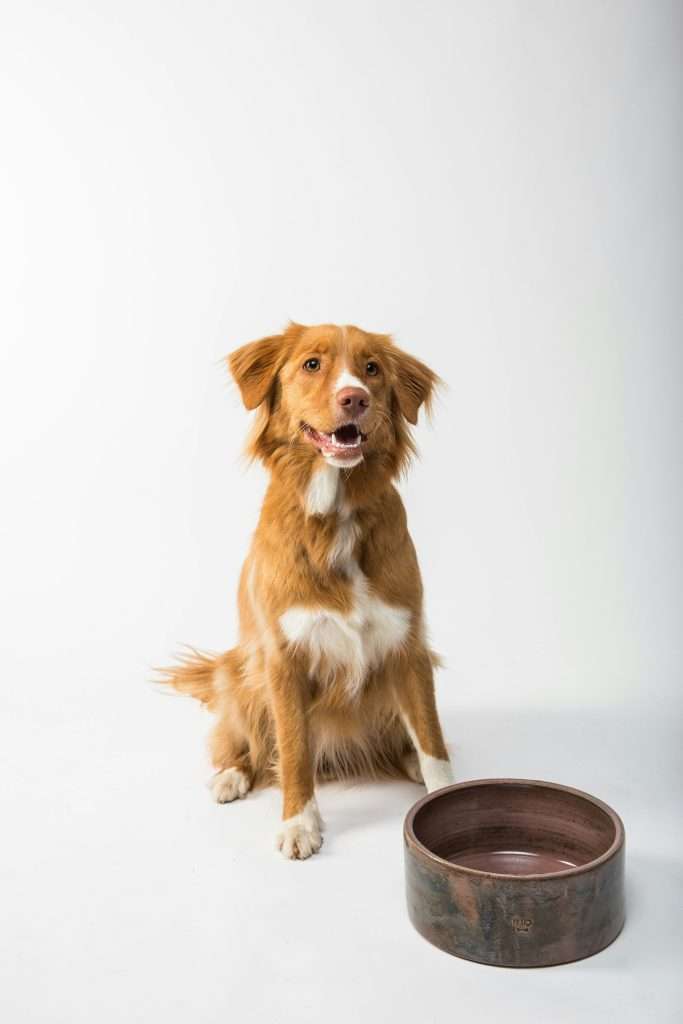Ingredients to avoid in dog food.