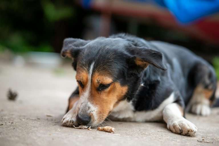 Can Dogs Eat Chicken Feet? A Healthy Treat for Your Pup