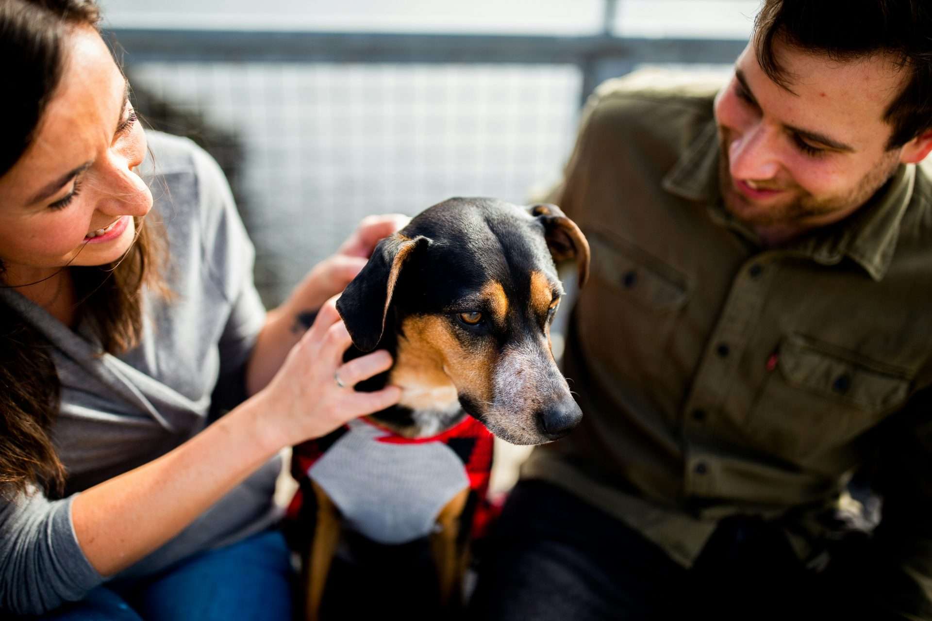 Best dogs for autism