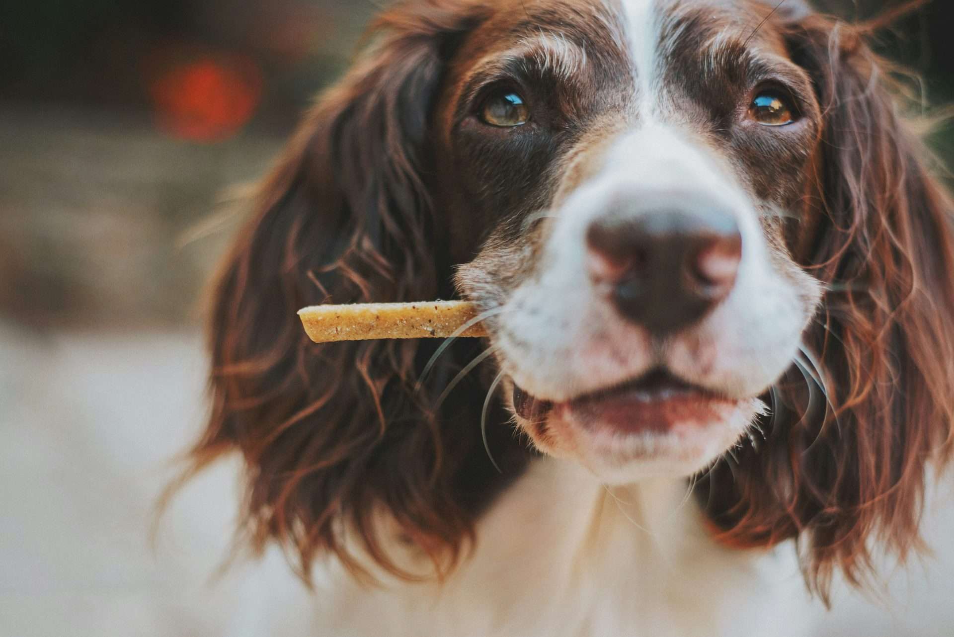 Can Dogs Eat Steak Bones?
