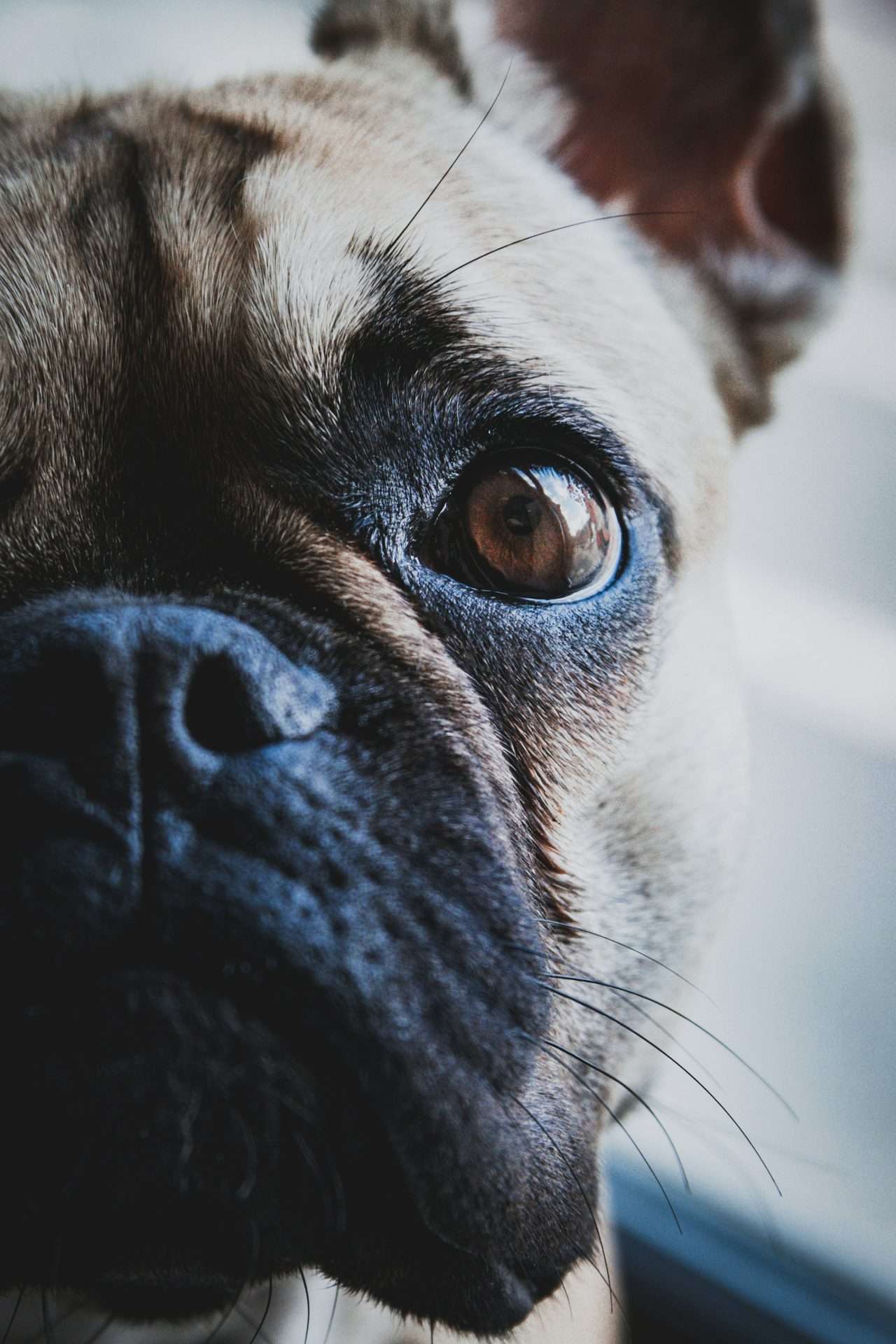 Why Do Dogs Have Whiskers?