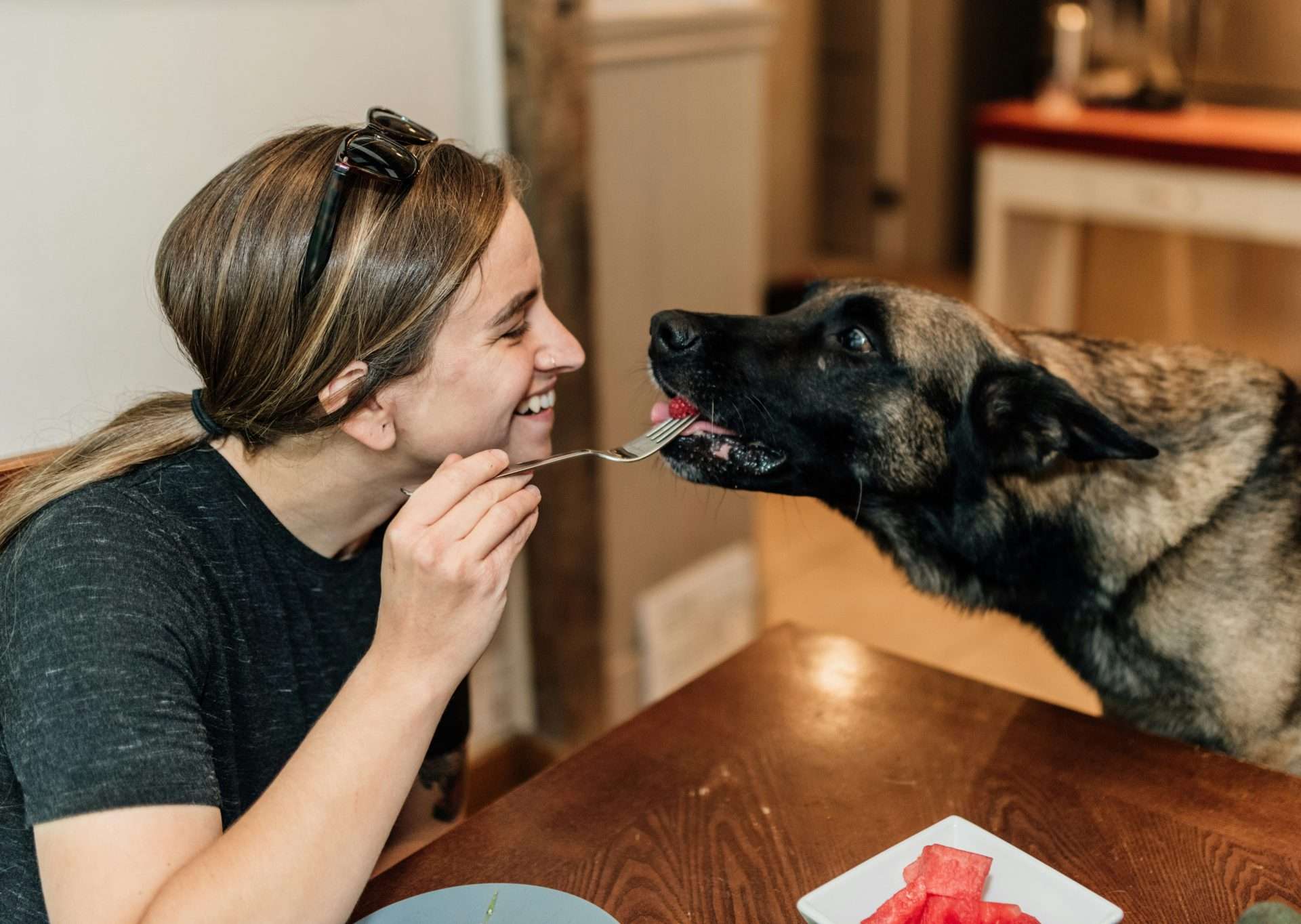 Are dogs carnivores or omnivores?