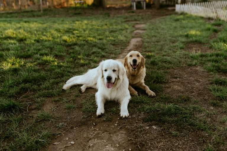 Why do dogs eat grass?