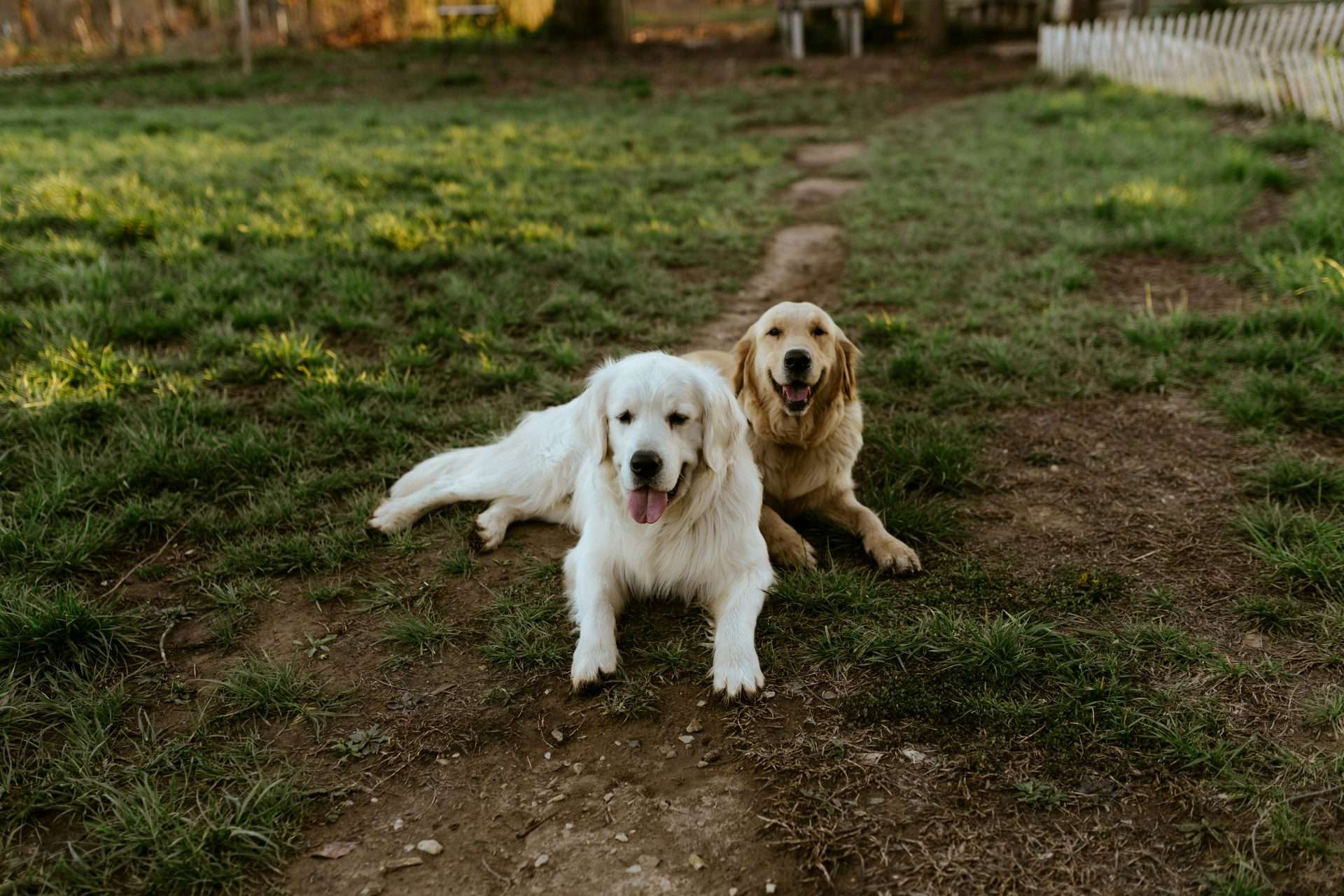 Why do dogs eat grass?