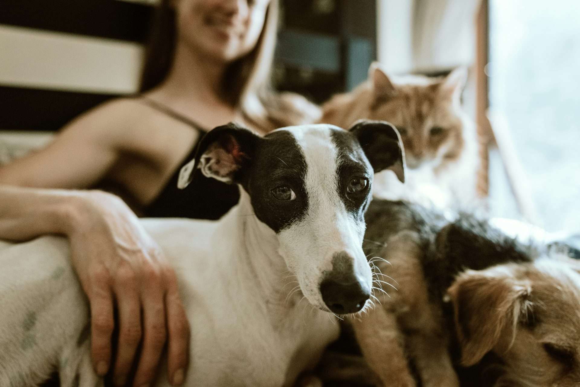 Is olive oil good for dogs?