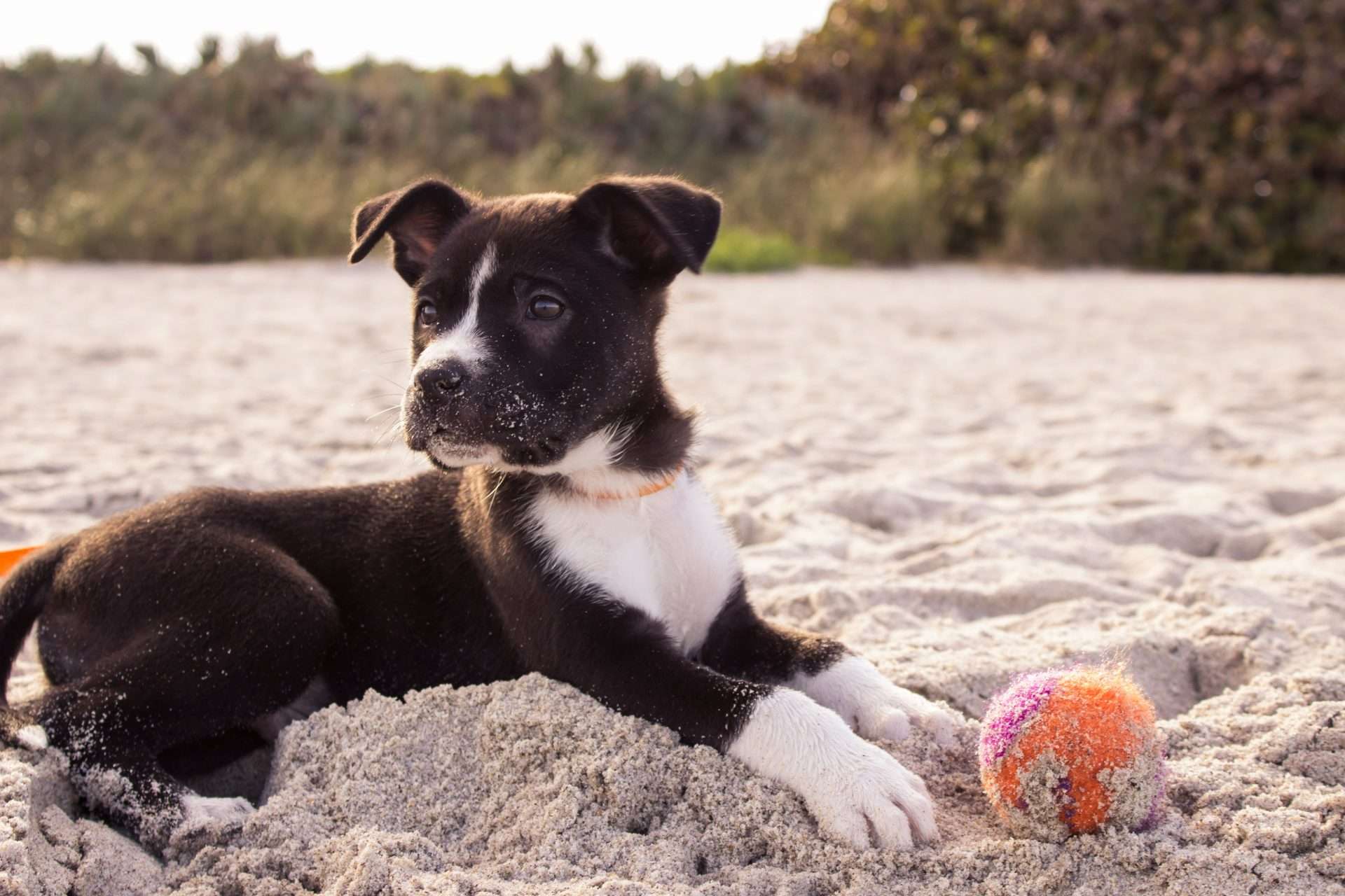 Best wet dog food