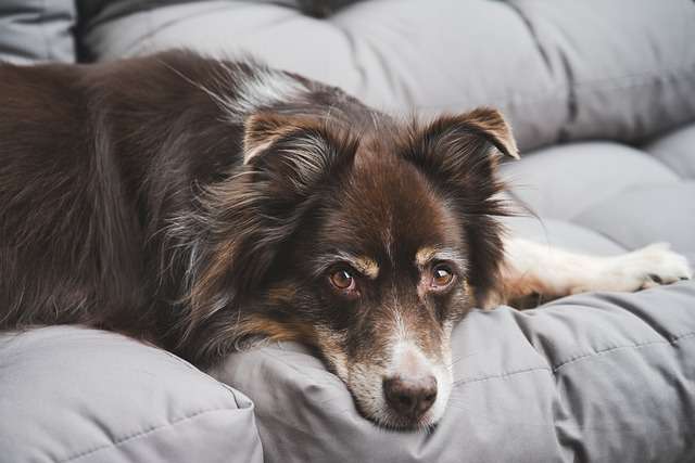Wellness CORE Grain-Free High-Protein Dry Dog Food