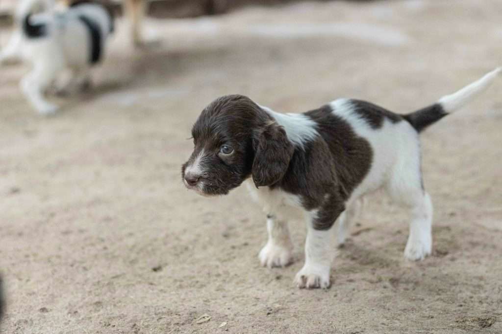 Best Puppy Food: Top Picks for Your Furry Friend's Health