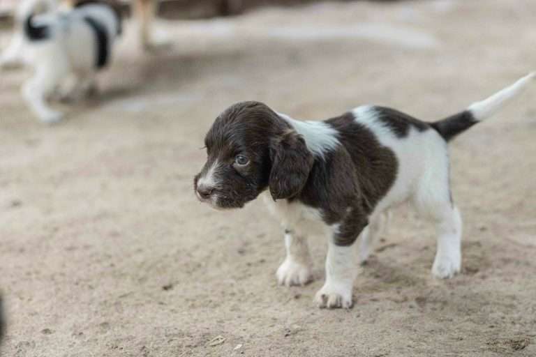 Best Puppy Food: Top Picks for Your Furry Friend's Health