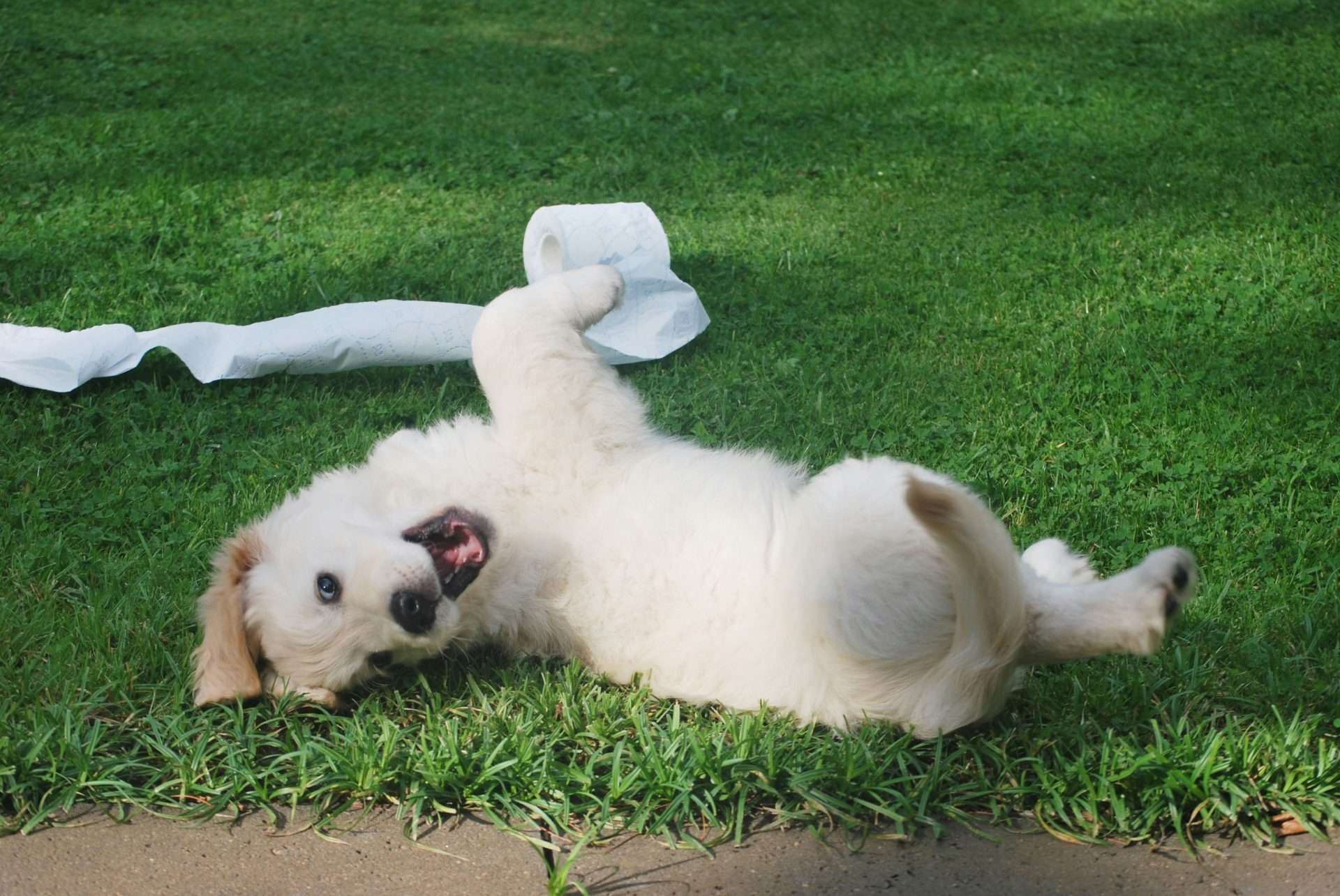 Hill's Science Diet Puppy: Your Guide to Optimal Nutrition for Growing Pups