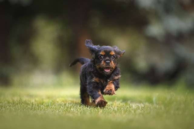 Ollie Dog Food