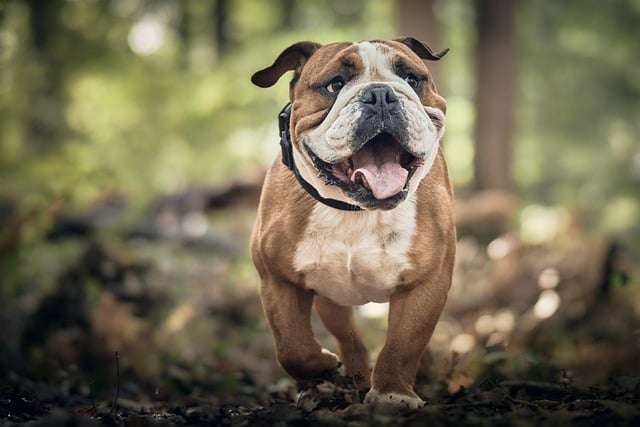 Purina Pro Plan Dog Food For Seniors