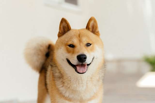 Best High-Protein Dog Foods for Akitas