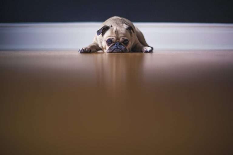 Best Dog Food for Sensitive Stomachs