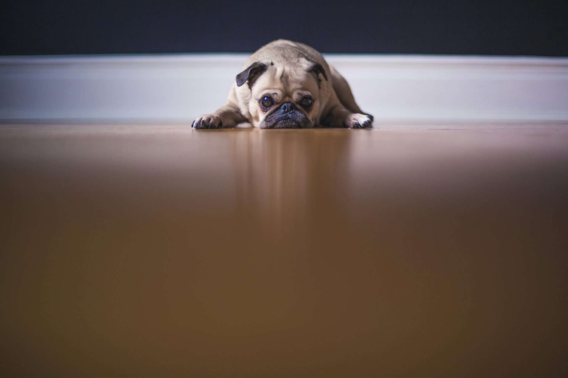 Best Dog Food for Sensitive Stomachs