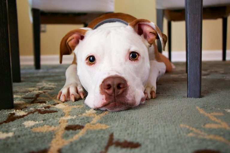Best Senior Dog Food