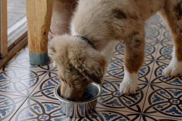Best Wet Dog Food