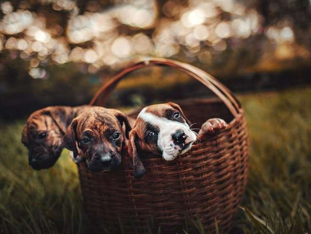 Hill's Science Diet Small Bites Dry Puppy Food