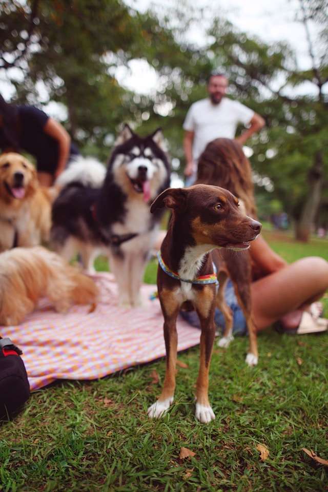 Dog Breeds