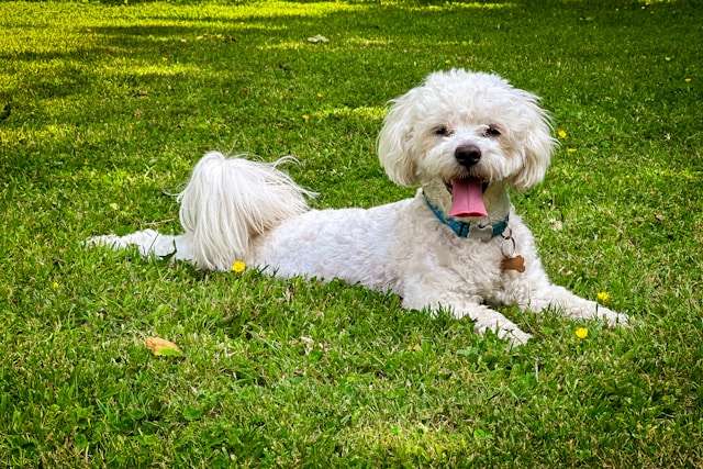 Bichon Frise Dog