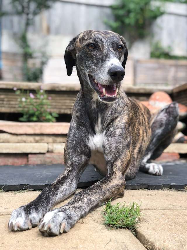 Greyhound Dogs