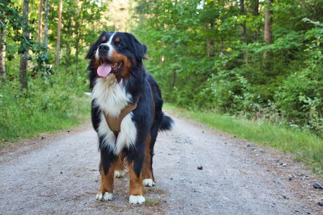 Bernese Mountain Dogs