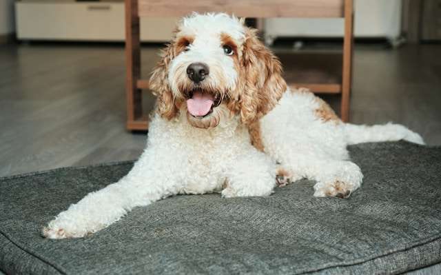 Labradoodle