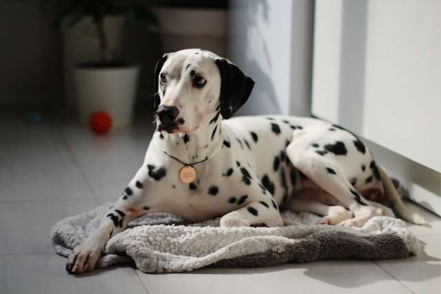 Are Dalmatian Dogs Good Pets?