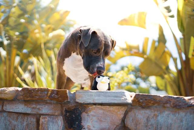 The Ultimate Guide to American Bully Care and Training