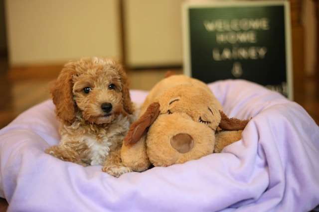 Toy Goldendoodles
