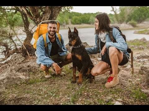 Dobermans