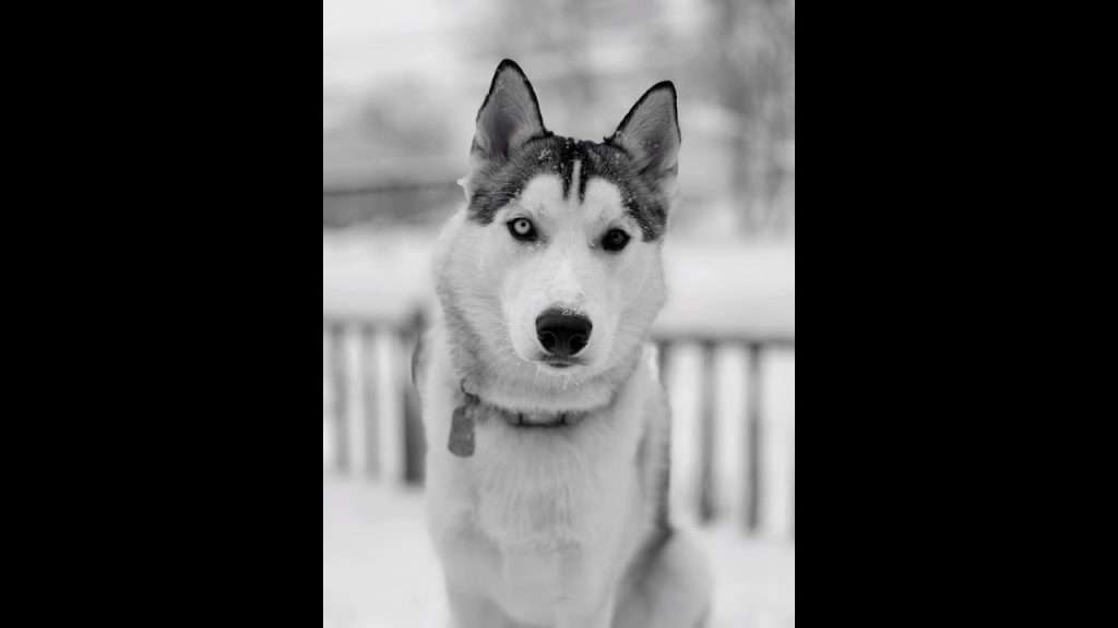 Siberian Huskies