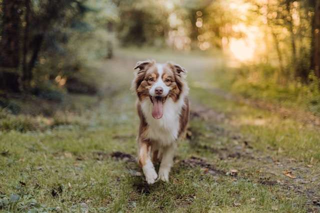 What is the Best Dog Food for Australian Shepherds?